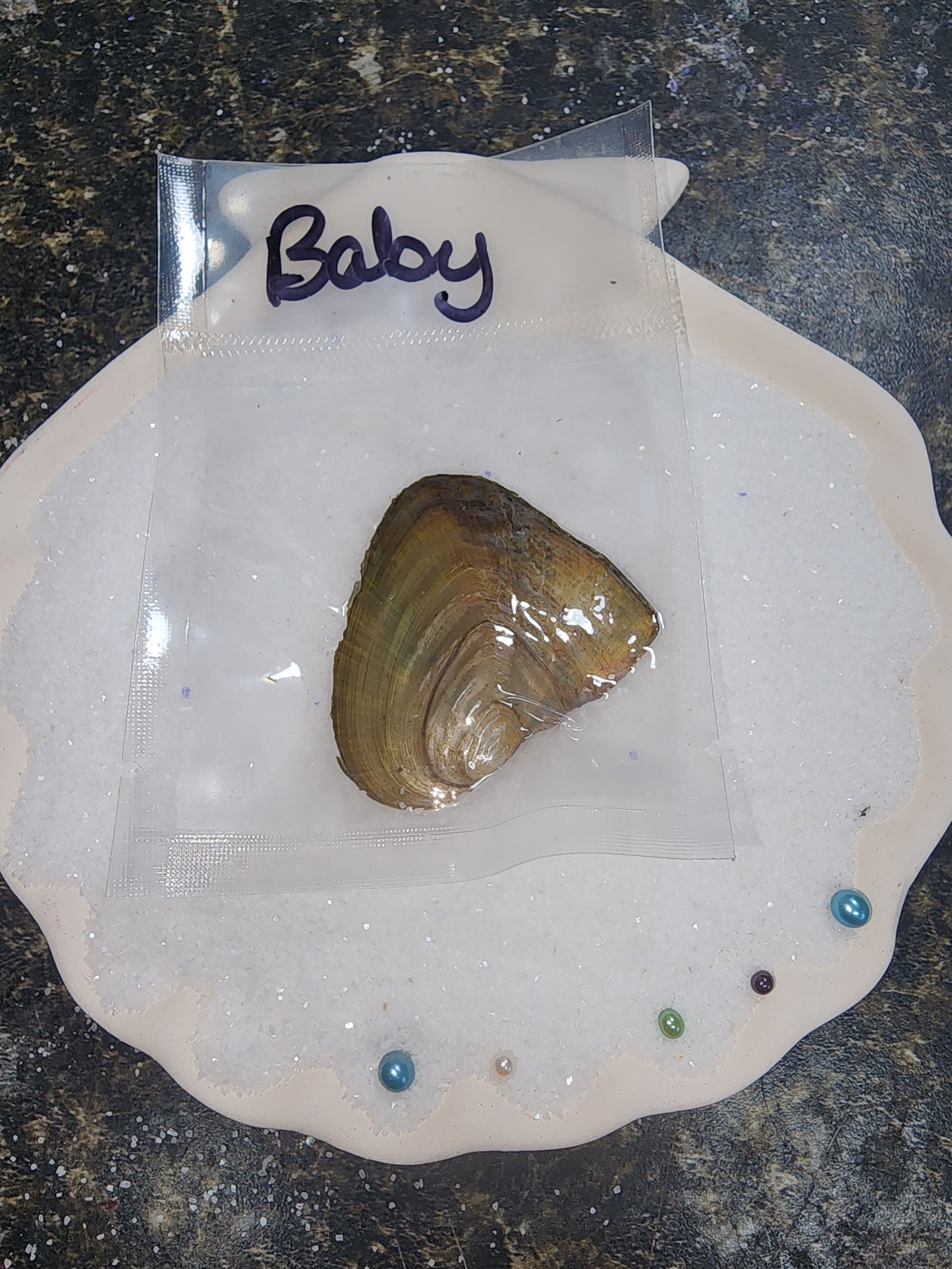 BABY OYSTER