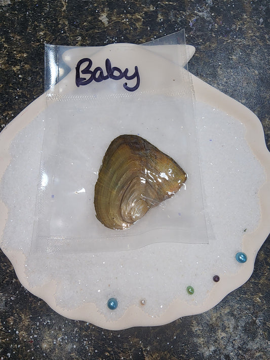 BABY OYSTER