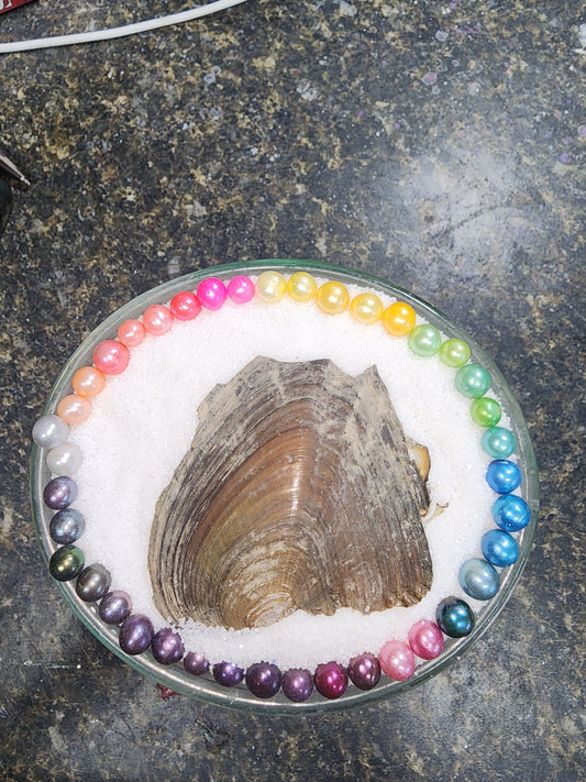 SINGLE OYSTER
